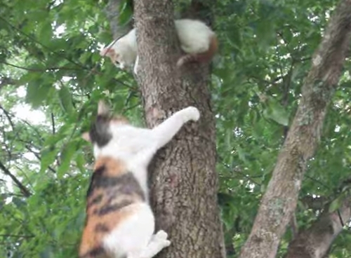 สอนปีนต้นไม้แบบเหมียว ๆ ฉบับแม่แมวสอนลูก