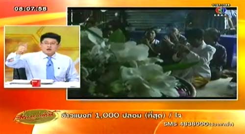 ไส้กรอกแมว