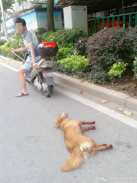 ชายจีนโหด ลากสุนัขกับมอเตอร์ไซค์ ไปตามถนน