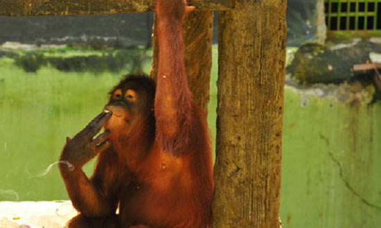สวนสัตว์อินโดฯ ช่วยอุรังอุตังเลิกสูบบุหรี่