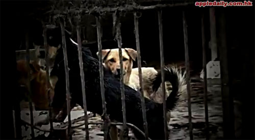 จีนเผยคลิปแหล่งผลิตบะหมี่กึ่งสำเร็จรูปเนื้อสุนัข