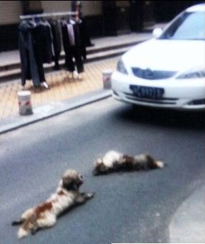 มะหมาเฝ้าศพคู่หูที่ถูกรถชนตาย