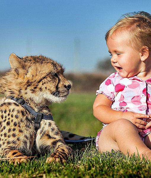 พ่อแม่แอฟริกาใต้ เลี้ยงเสือชีตาห์กับเด็กในบ้าน