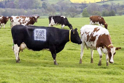 ติด QR code บนตัววัว เช็คข้อมูลได้ละเอียดยิบ