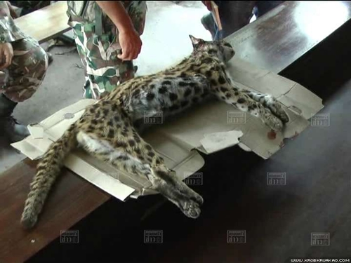 เผยลูกเสือถูกรถชนตายกลางถนน ที่แท้ แมวดาว สัตว์ป่าคุ้มครอง