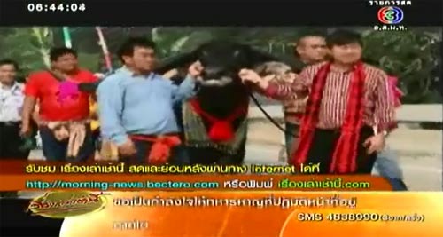 อยุธยาจัดงานแต่งควายไทย