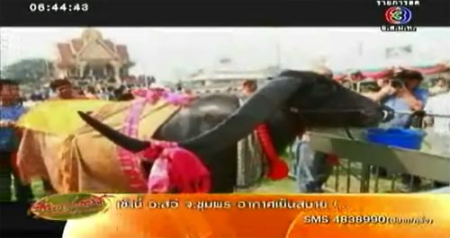 อยุธยาจัดงานแต่งควายไทย