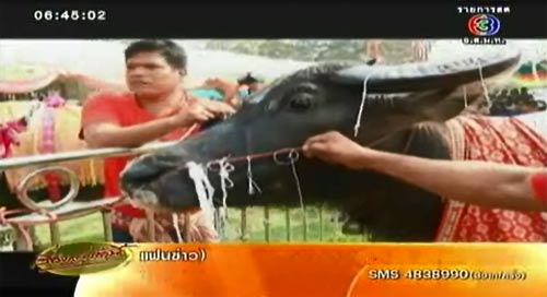 อยุธยาจัดงานแต่งควายไทย