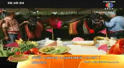 อยุธยาจัดงานแต่งควายไทย