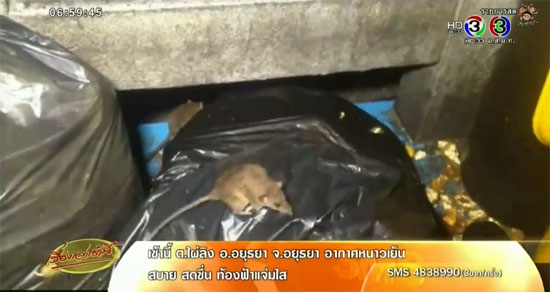 ฝูงหนูนับร้อยตัว ไต่ยั้วเยี้ย ที่ท่าเรือแหลมบาลีฮาย พัทยา ฝูงหนูนับร้อยตัว ไต่ยั้วเยี้ย ที่ท่าเรือแหลมบาลีฮาย พัทยา