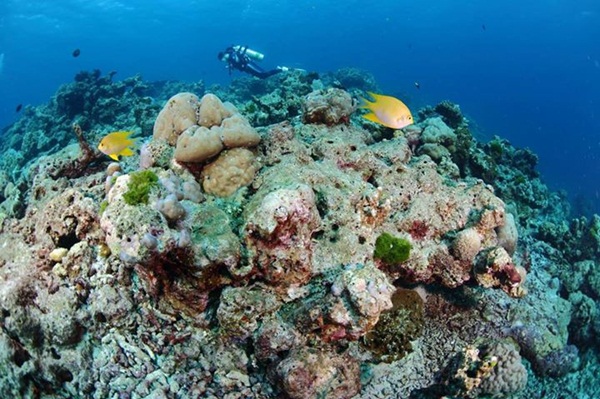 ความย่อยยับของปะการังเกาะตาชัย