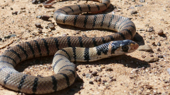 งูสีน้ำตาลตะวันออก (Eastern Brown Snake)
