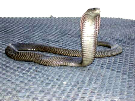 งูเห่าฟิลิปปินส์ (Philippine Cobra / Northern Philippine Cobra)