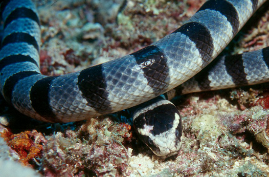 งูทะเล (Sea Snake)