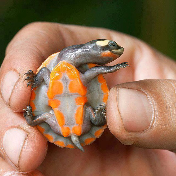 Red-Bellied Side-Necked