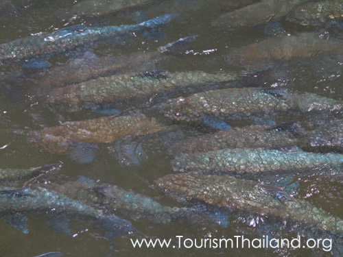 อุทยานแห่งชาติถ้ำปลา-น้ำตกผาเสื่อ อุทยานแห่งชาติถ้ำปลา-น้ำตกผาเสื่อ
