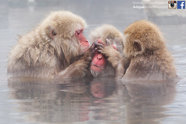 ญี่ปุ่น ญี่ปุ่น