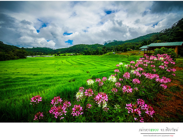 นาขั้นบันได นาขั้นบันได
