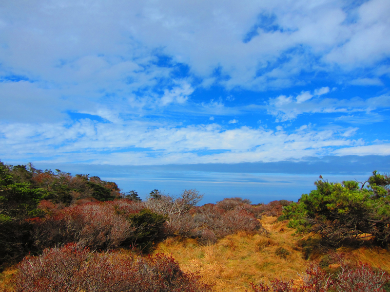 เดินขึ้นเขาฮัลลาซาน ณ เกาะเชจู ชื่นชมธรรมชาติสองข้างทาง