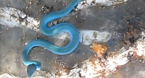 งูประหลาดสีฟ้า