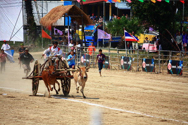 การแข่งขันวัวเทียมเกวียนเมืองเพชร