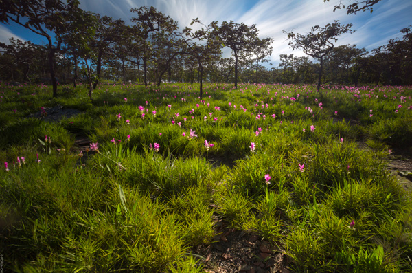 ภาพ Landscape