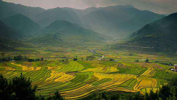 Rice terraces Vietnam 
