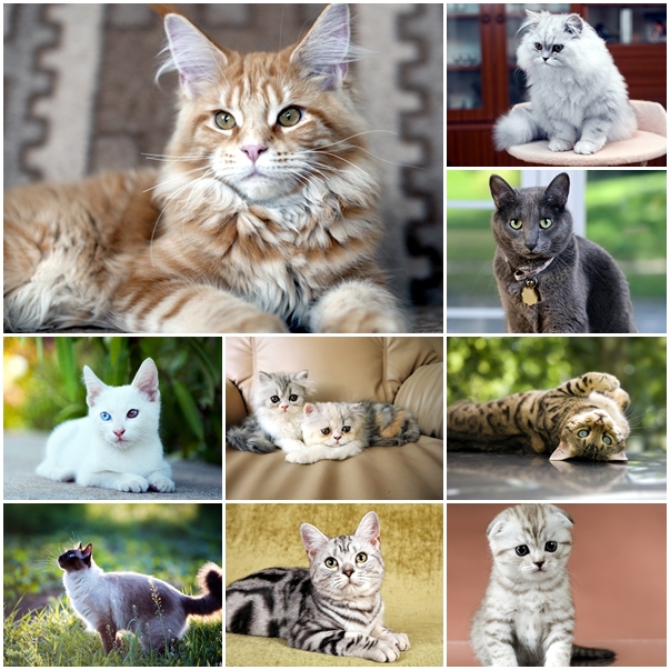  10 สายพันธุ์แมวยอดนิยมในไทย