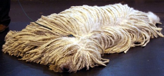 โคมอนดอร์ ม็อบยักษ์จากฮังการี สายพันธุ์สุนัขเก่าแก่ที่สุดในโลก