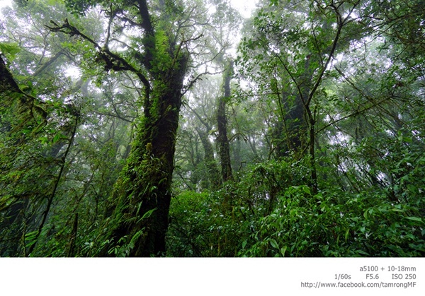  ดอยอินทนนท์ สูงสุดแดนสยาม สวยงามทุกฤดูกาล