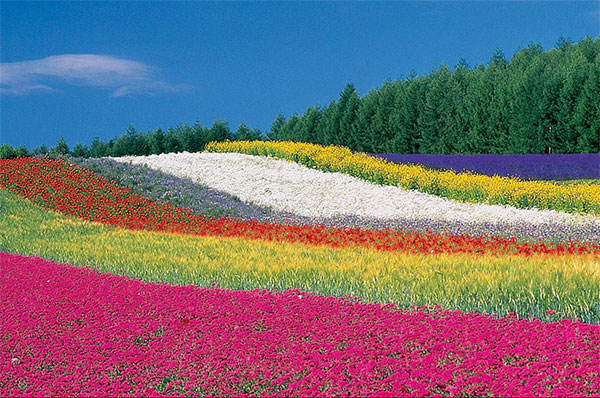  ตรึงใจกับเส้นทางชมดอกไม้สวย ๆ ทั่วโลก ที่ต้องร้องว้าว 