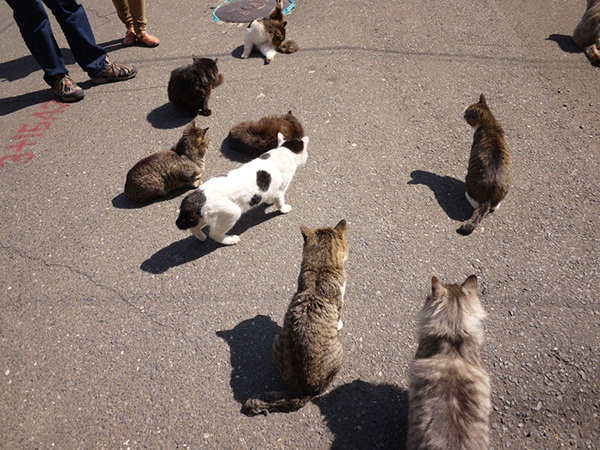 รีวิวฉบับกระเป๋า เที่ยวหมู่บ้านจิ้งจอกและเกาะแมวในญี่ปุ่น