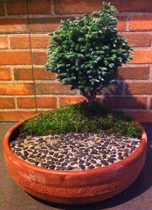 จัดสวนถาดราคาถูก จัดสวนถาดราคาถูก