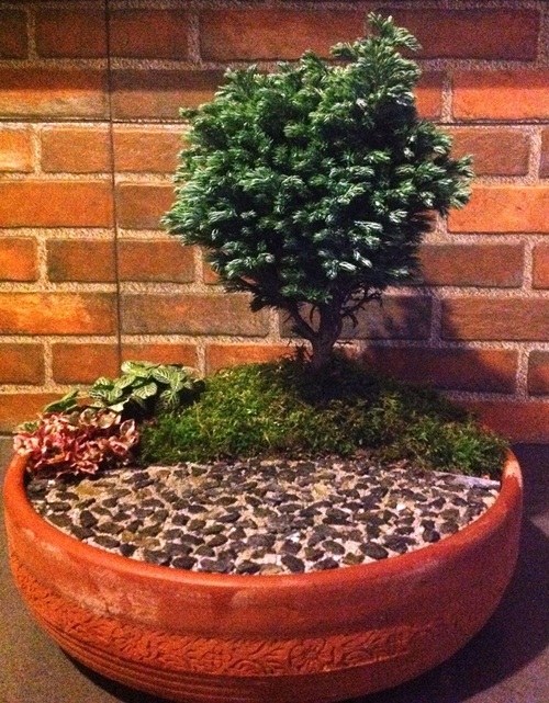 จัดสวนถาดราคาถูก จัดสวนถาดราคาถูก