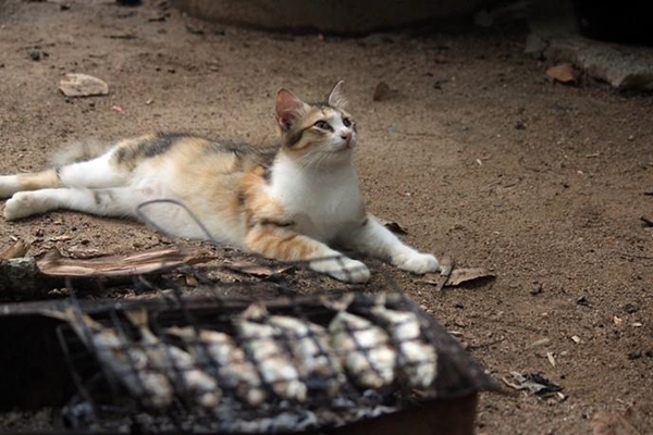 สิ่งมีชีวิตที่เรียกว่า กูจิง แมวแก้เหงาของทหาร ณ ปัตตานี
