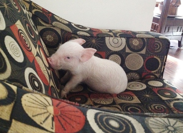 หมูน่ารัก ชีวิตเปลี่ยน เพราะเลี้ยงหมู ถ้าจะตัวใหญ่ขนาดนี้ หมูน่ารัก ชีวิตเปลี่ยน เพราะเลี้ยงหมู ถ้าจะตัวใหญ่ขนาดนี้