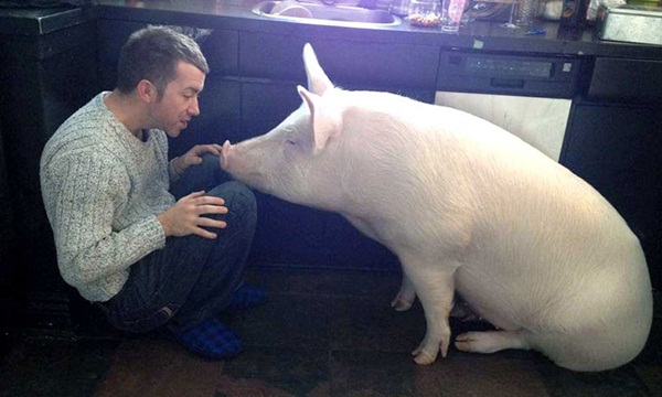 หมูน่ารัก ชีวิตเปลี่ยน เพราะเลี้ยงหมู ถ้าจะตัวใหญ่ขนาดนี้ หมูน่ารัก ชีวิตเปลี่ยน เพราะเลี้ยงหมู ถ้าจะตัวใหญ่ขนาดนี้