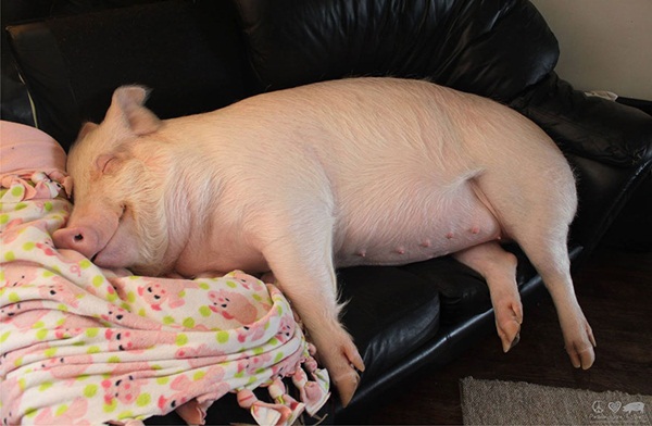หมูน่ารัก ชีวิตเปลี่ยน เพราะเลี้ยงหมู ถ้าจะตัวใหญ่ขนาดนี้ หมูน่ารัก ชีวิตเปลี่ยน เพราะเลี้ยงหมู ถ้าจะตัวใหญ่ขนาดนี้