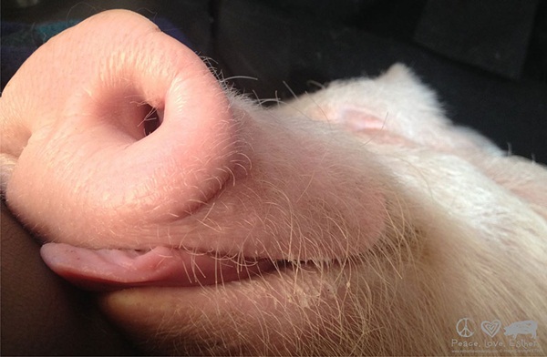 หมูน่ารัก ชีวิตเปลี่ยน เพราะเลี้ยงหมู ถ้าจะตัวใหญ่ขนาดนี้ หมูน่ารัก ชีวิตเปลี่ยน เพราะเลี้ยงหมู ถ้าจะตัวใหญ่ขนาดนี้