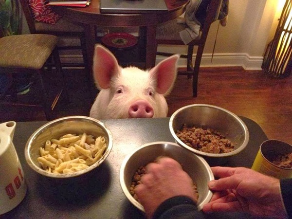 หมูน่ารัก ชีวิตเปลี่ยน เพราะเลี้ยงหมู ถ้าจะตัวใหญ่ขนาดนี้ หมูน่ารัก ชีวิตเปลี่ยน เพราะเลี้ยงหมู ถ้าจะตัวใหญ่ขนาดนี้