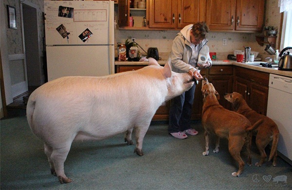 หมูน่ารัก ชีวิตเปลี่ยน เพราะเลี้ยงหมู ถ้าจะตัวใหญ่ขนาดนี้ หมูน่ารัก ชีวิตเปลี่ยน เพราะเลี้ยงหมู ถ้าจะตัวใหญ่ขนาดนี้
