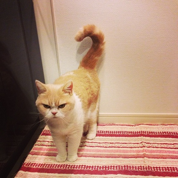 โคยูกิจัง แมวหน้าบึ้งจากญี่ปุ่น 