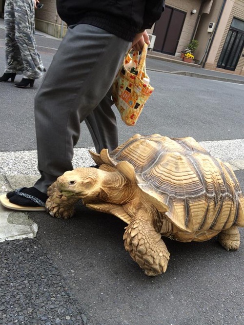 คุณปู่พาเต่ายักษ์เดินเล่นกลางโตเกียว เหลียวหลังกันทั้งถนน