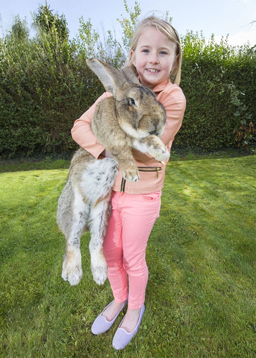 ดาริอุส กระต่ายตัวใหญ่ที่สุดในโลกอาจเสียแชมป์ซะแล้ว