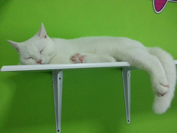D.I.Y. ห้องนอนแมว ที่นอนแมว