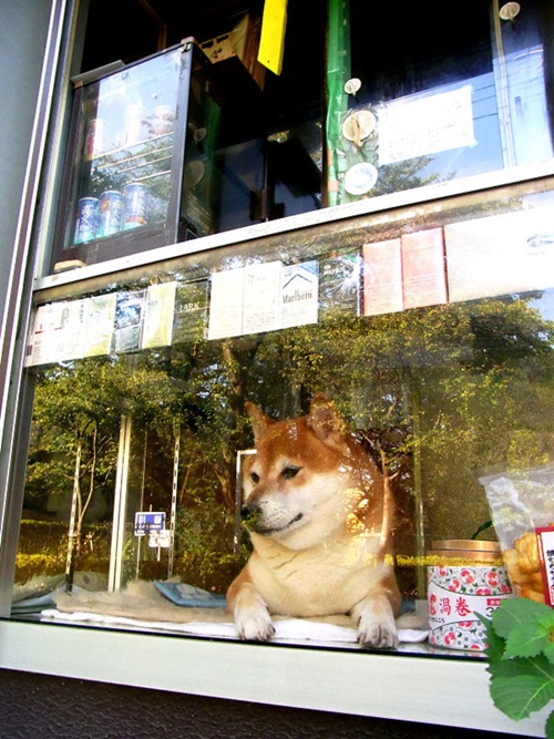 สุนัขชิบะแสนรู้ พ่อค้าตัวเก่งประจำร้านชำในญี่ปุ่น