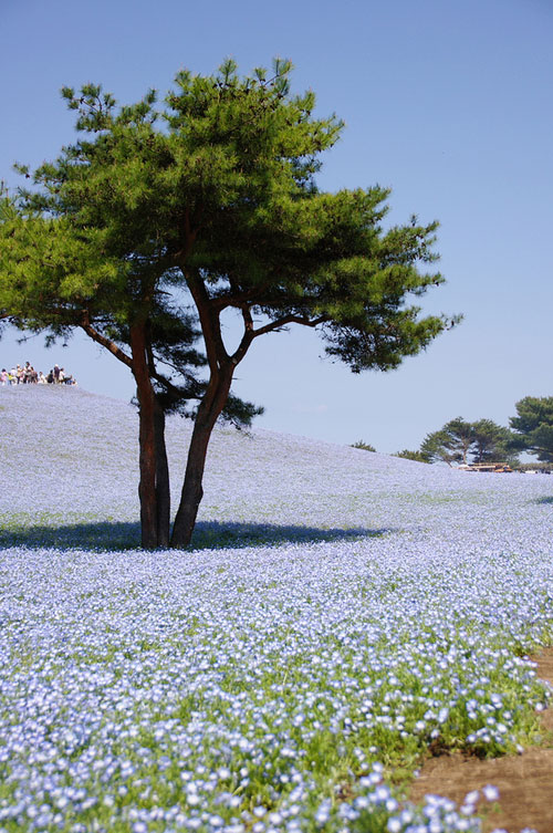 Hitachi Seaside Park สวนดอกไม้แสนสวยจากแดนปลาดิบ