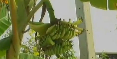 แปลก! ต้นกล้วย เครือเดียวกันมีทั้งกล้วยหอม-กล้วยน้ำว้า