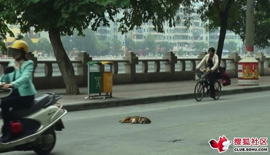 สะเทือนใจ! เผยภาพชายจีนพยายามผายปอดสุนัขที่ถูกรถชนตาย