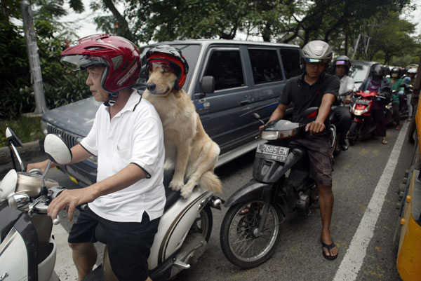รูปภาพน่ารัก ชายอินโดจับหมาใส่หมวกกันน็อก แว๊นทั่วเมือง